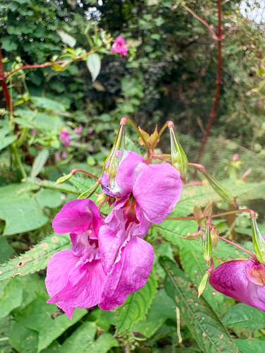 Himalayan balsam
