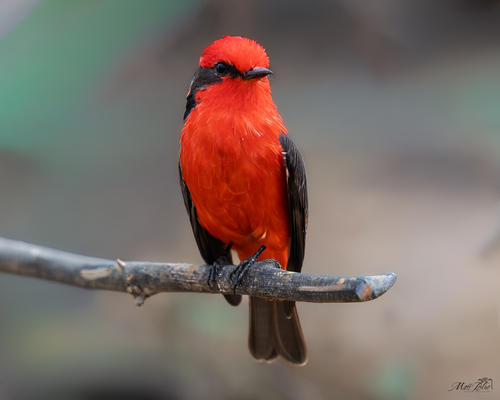 Vermilion Flycatcher, photo 2 of 8