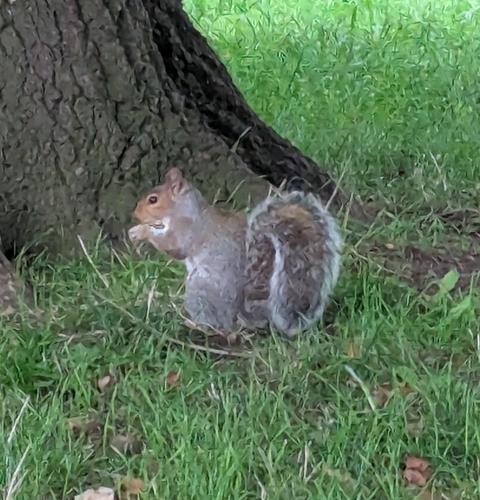 Eastern Gray Squirrel