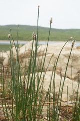 Eleocharis mitracarpa