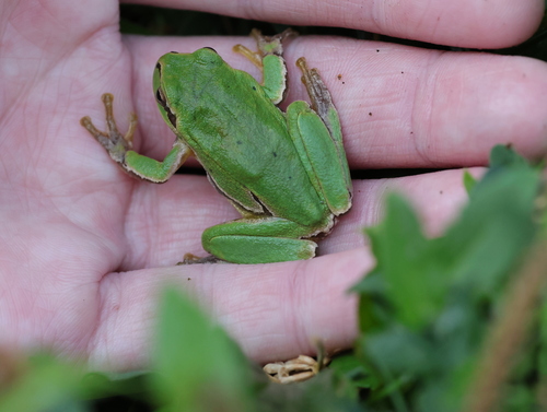 Eastern Tree Frog