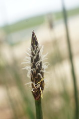 Eleocharis mitracarpa