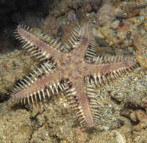 Astropecten polyacanthus observed 2026-09-16