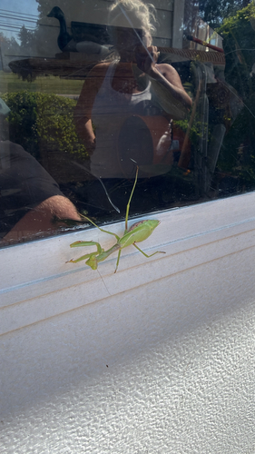 Carolina Mantis