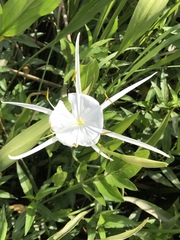 Hymenocallis crassifolia
