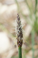 Eleocharis mitracarpa