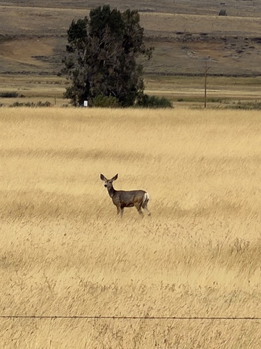 Mule Deer