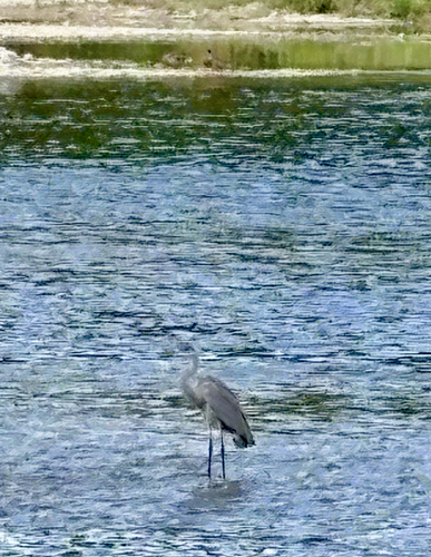 Great Blue Heron