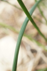 Eleocharis mitracarpa
