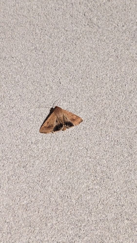 Cotton Bollworm Moth