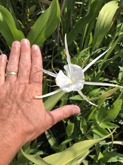 Hymenocallis crassifolia
