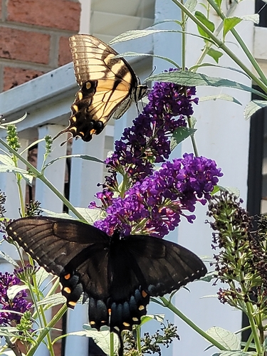 Eastern Tiger Swallowtail
