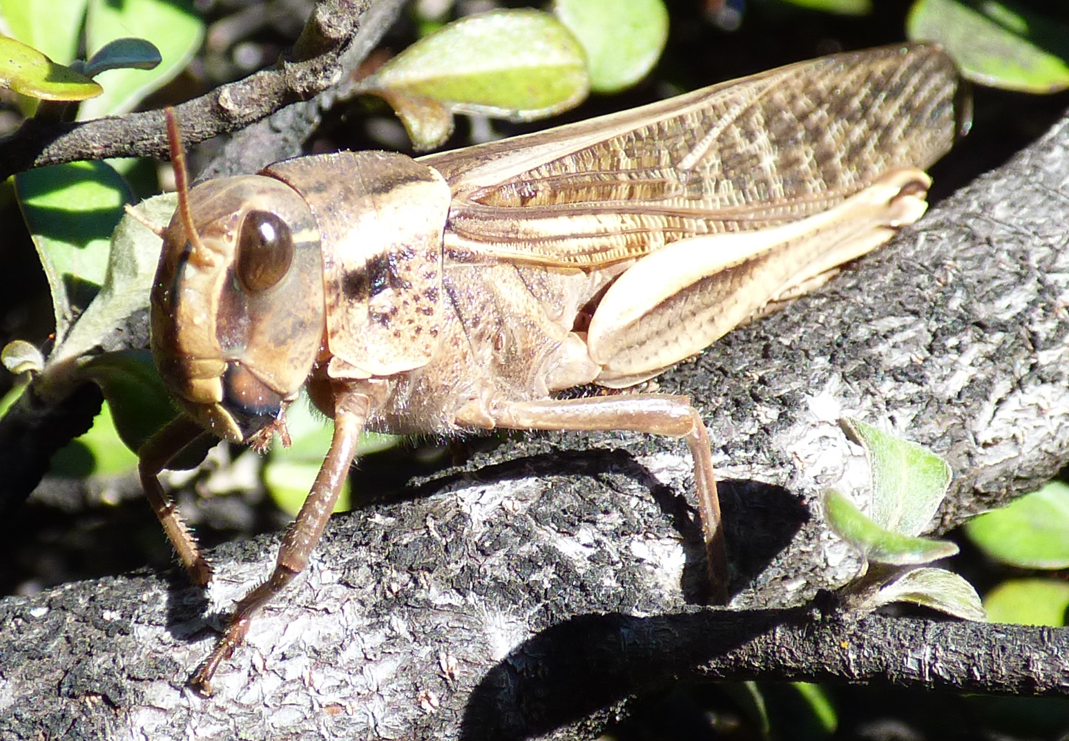 Locusta migratoria (Linnaeus, 1758), Gafanhoto-das-pragas M…