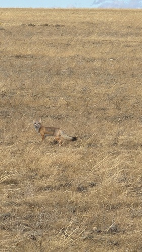 Swift Fox