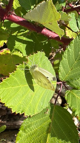 Small White