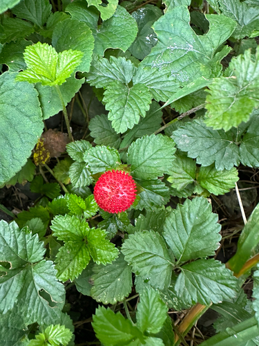 mock strawberry