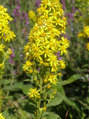 Solidago virgaurea taurica