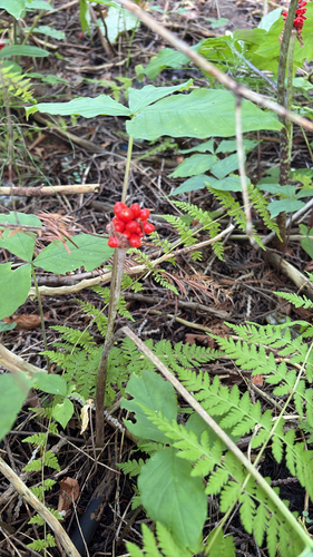 Jack-in-the-Pulpit