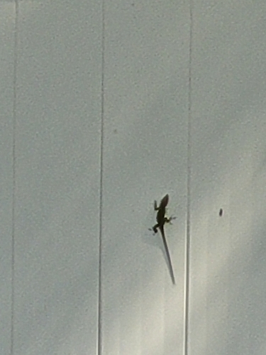 Green Anole