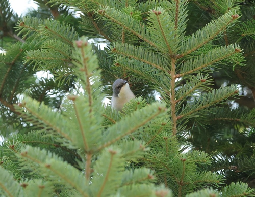 Lesser Whitethroat