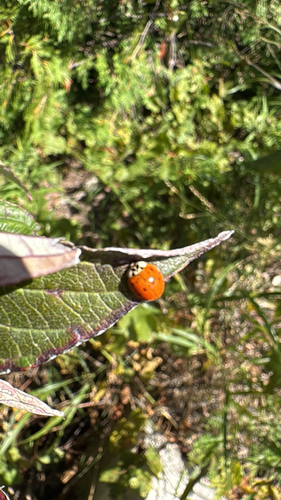 Asian Lady Beetle