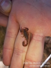 Pseudolychas ochraceus