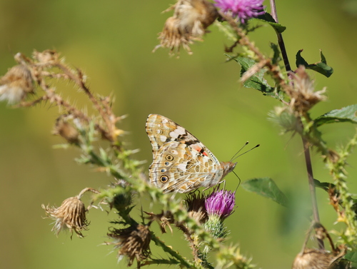 Painted Lady