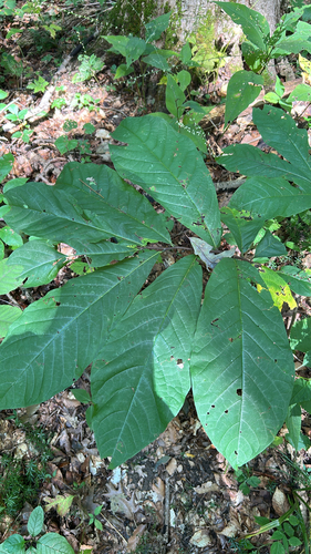 common pawpaw