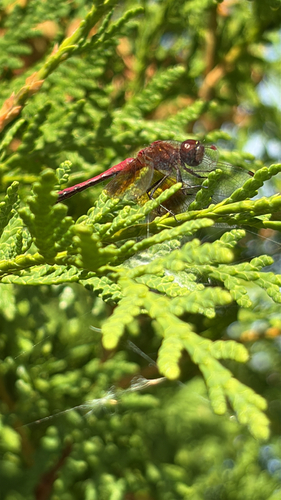 Band-winged Meadowhawk