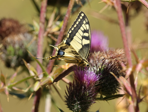 Old World Swallowtail