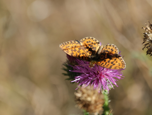 Weaver's Fritillary
