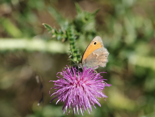 Meadow Brown