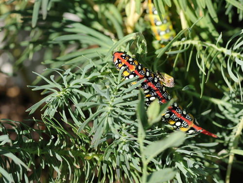 Leafy Spurge Hawkmoth