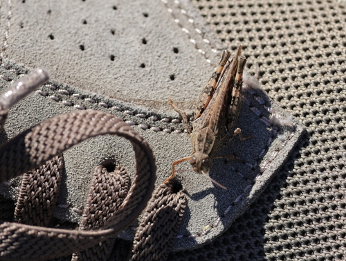 Italian locust