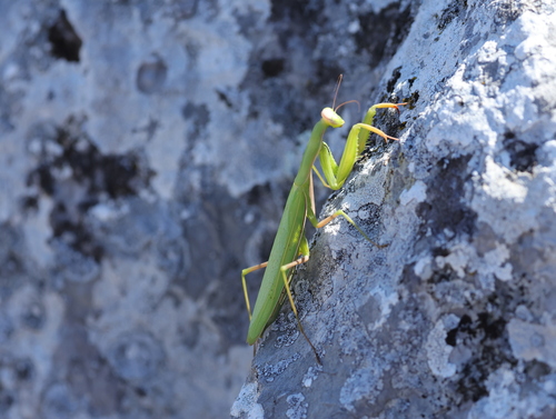 European Mantis