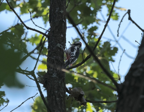 Great Spotted Woodpecker