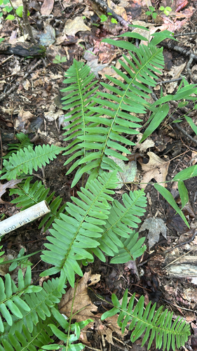 Christmas fern
