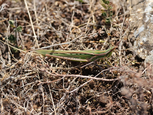 Mediterranean Slant-faced Grasshopper