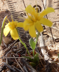 Malacothrix fendleri