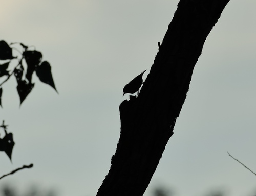 Eurasian Nuthatch