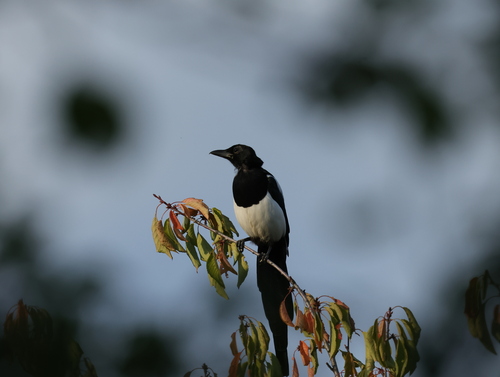 Eurasian Magpie