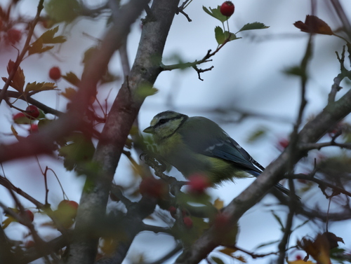Eurasian Blue Tit