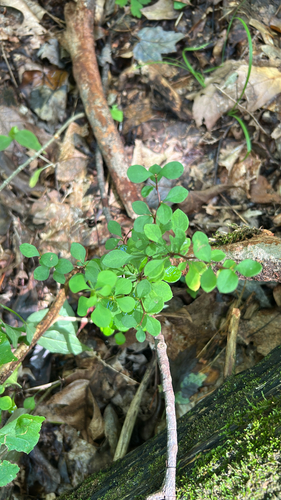 Japanese barberry