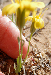 Malacothrix fendleri