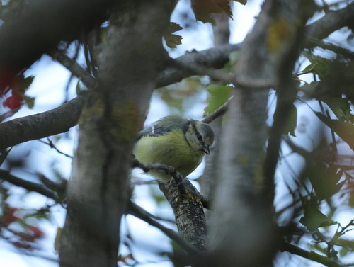 Eurasian Blue Tit