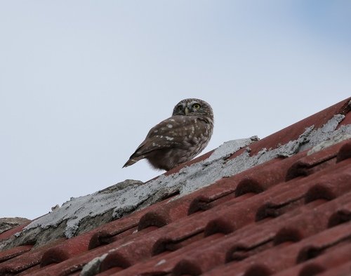 Little Owl