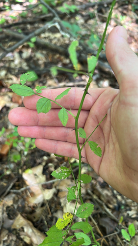 multiflora rose