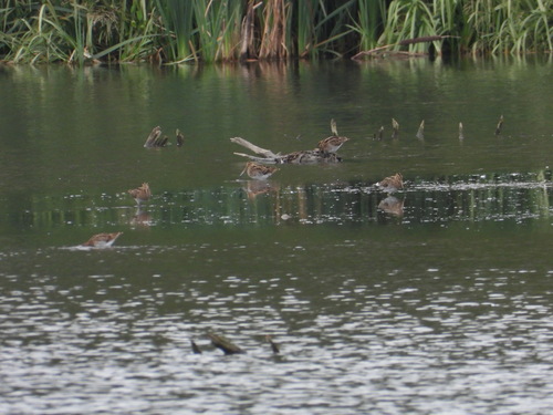 Common Snipe