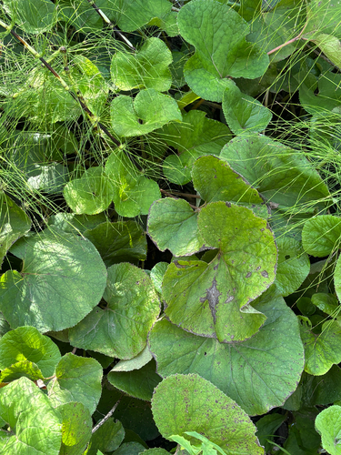 Petasites pyrenaicus, photograph 3