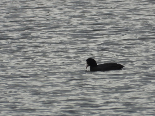 Eurasian Coot